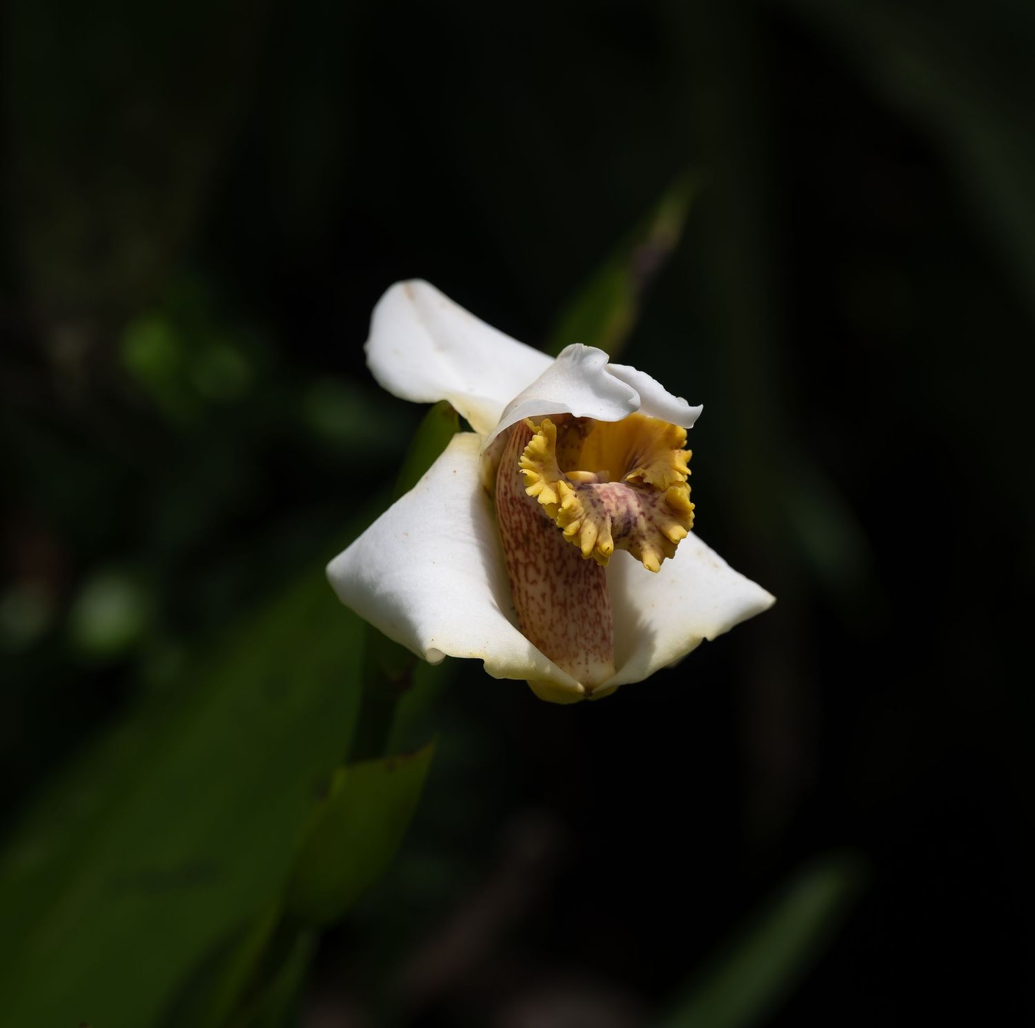 Close-up of white dove orchid bloom displaying unique brown center formation.