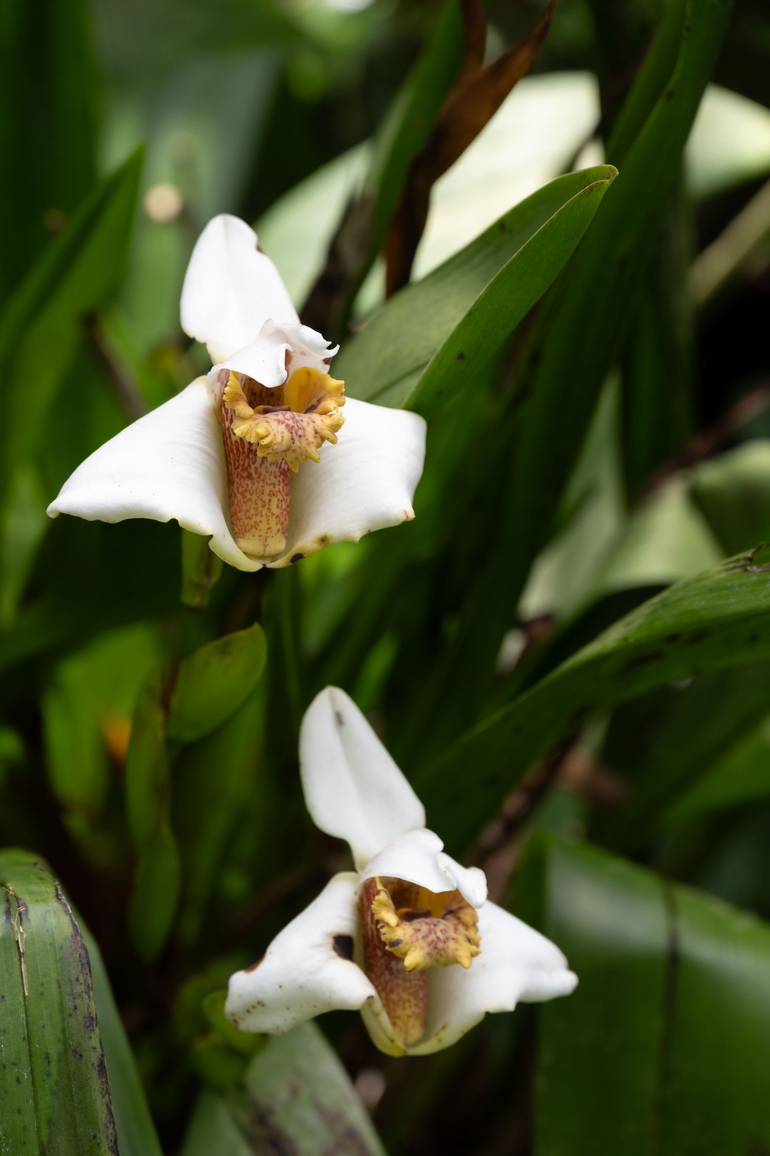 Two delicate white orchid blooms with brown centers against green foliage in a garden setting.