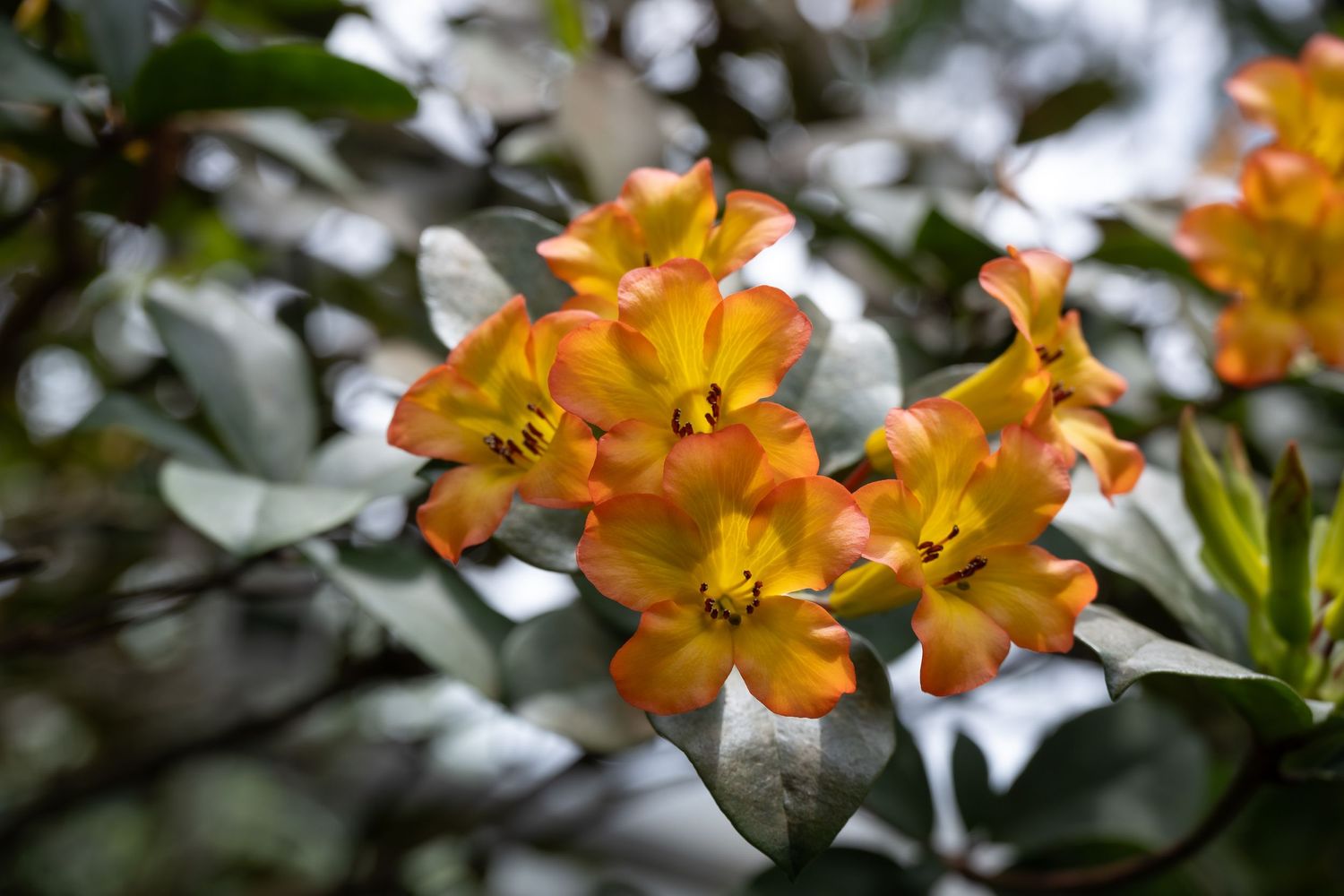 Vibrant orange rhododendron flowers blooming in clusters against dark green leaves.