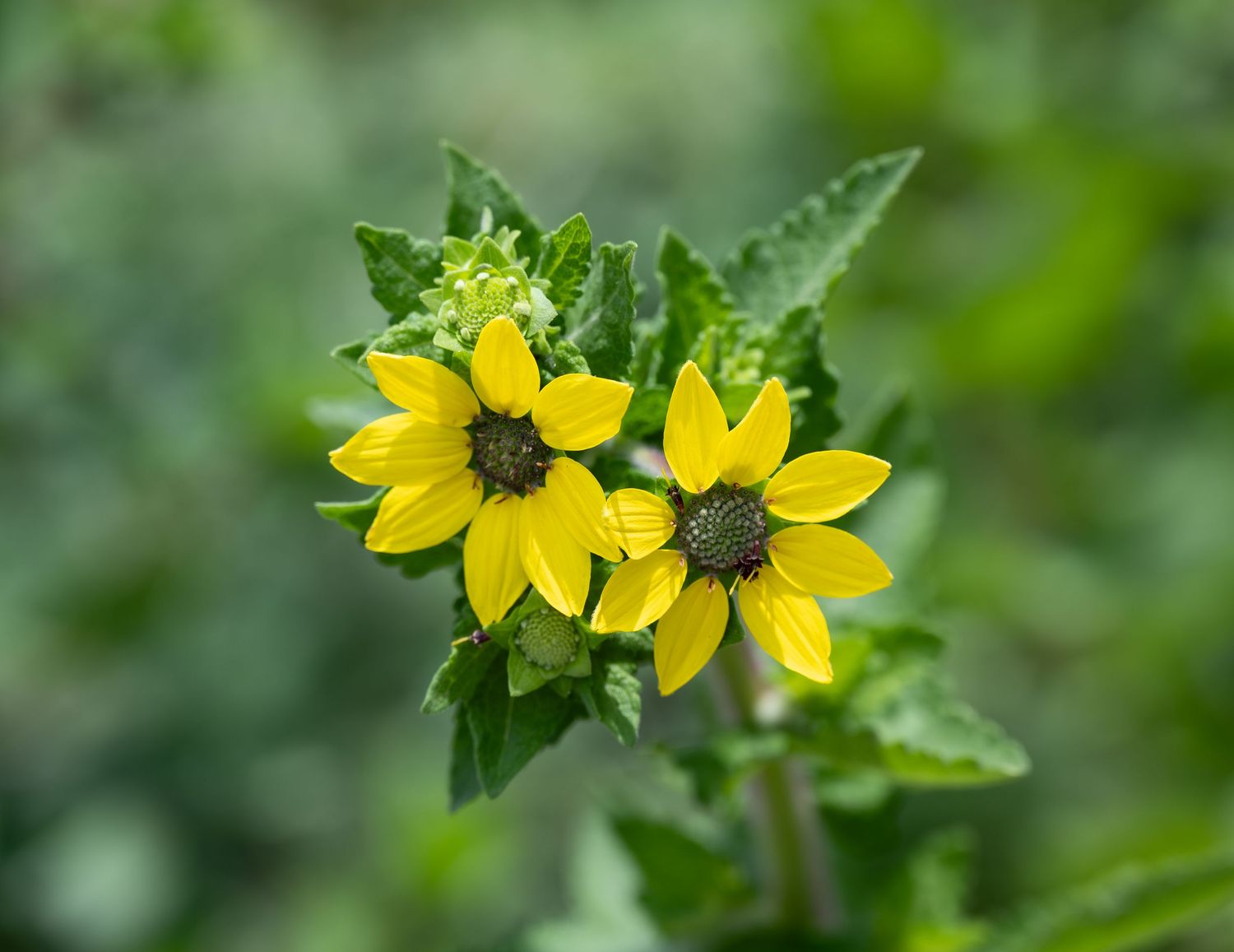 Two bright yellow sunflowers with dark centers surrounded by serrated green leaves.