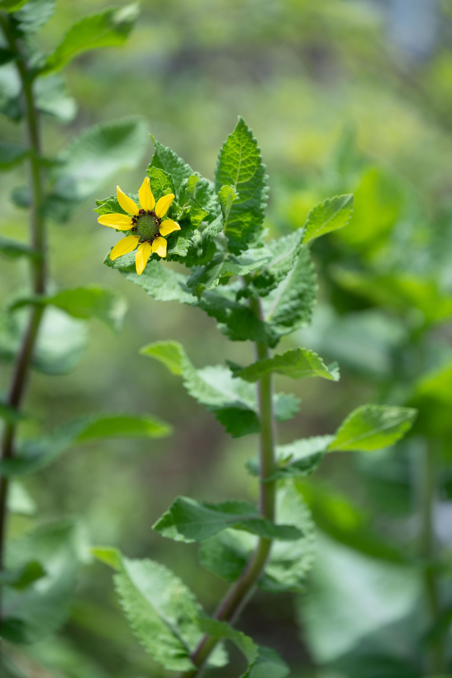 Single yellow wildflower with serrated leaves growing on a natural green background.