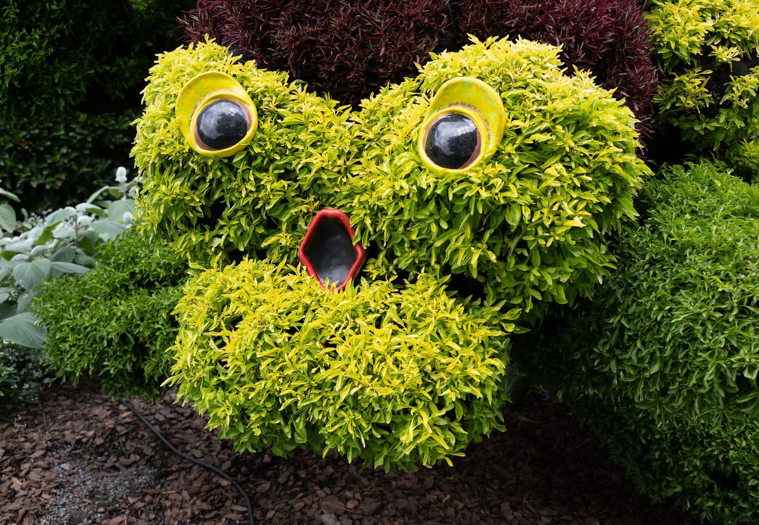 Playful garden topiary with large googly eyes and an open mouth made from shaped shrubs.