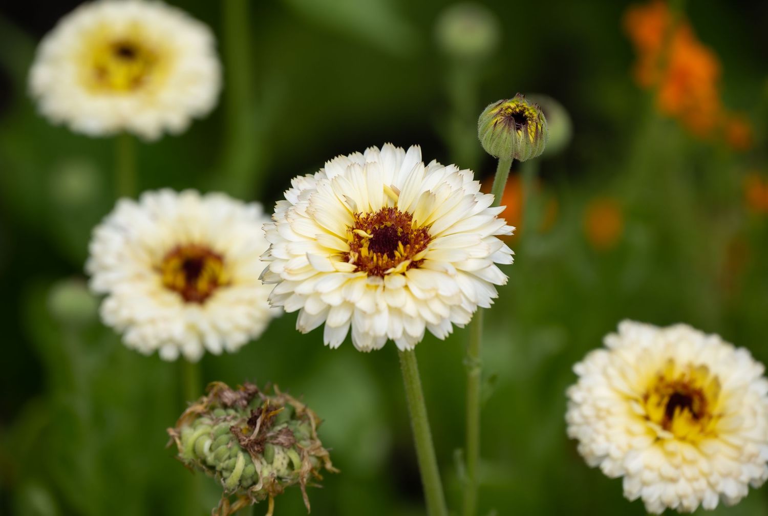Close-up of white calendula flowers with delicate petals blooming in a garden.