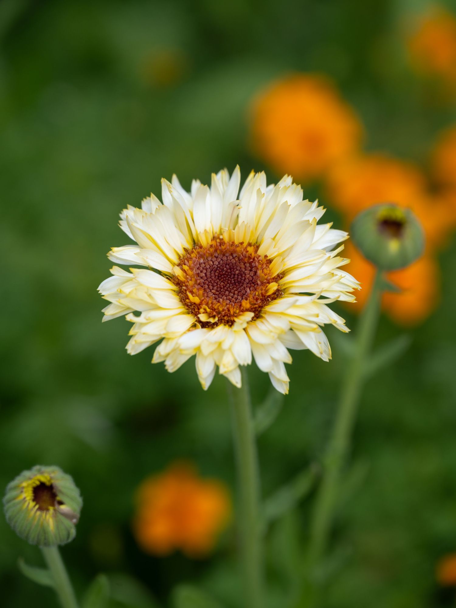 Detailed macro shot of a cream-colored daisy flower with orange flowers in background.