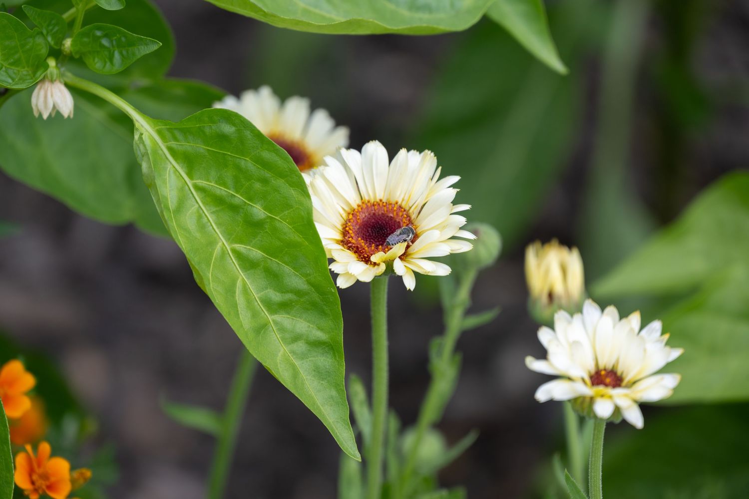 White daisies with dark centers growing among green leaves in a garden.