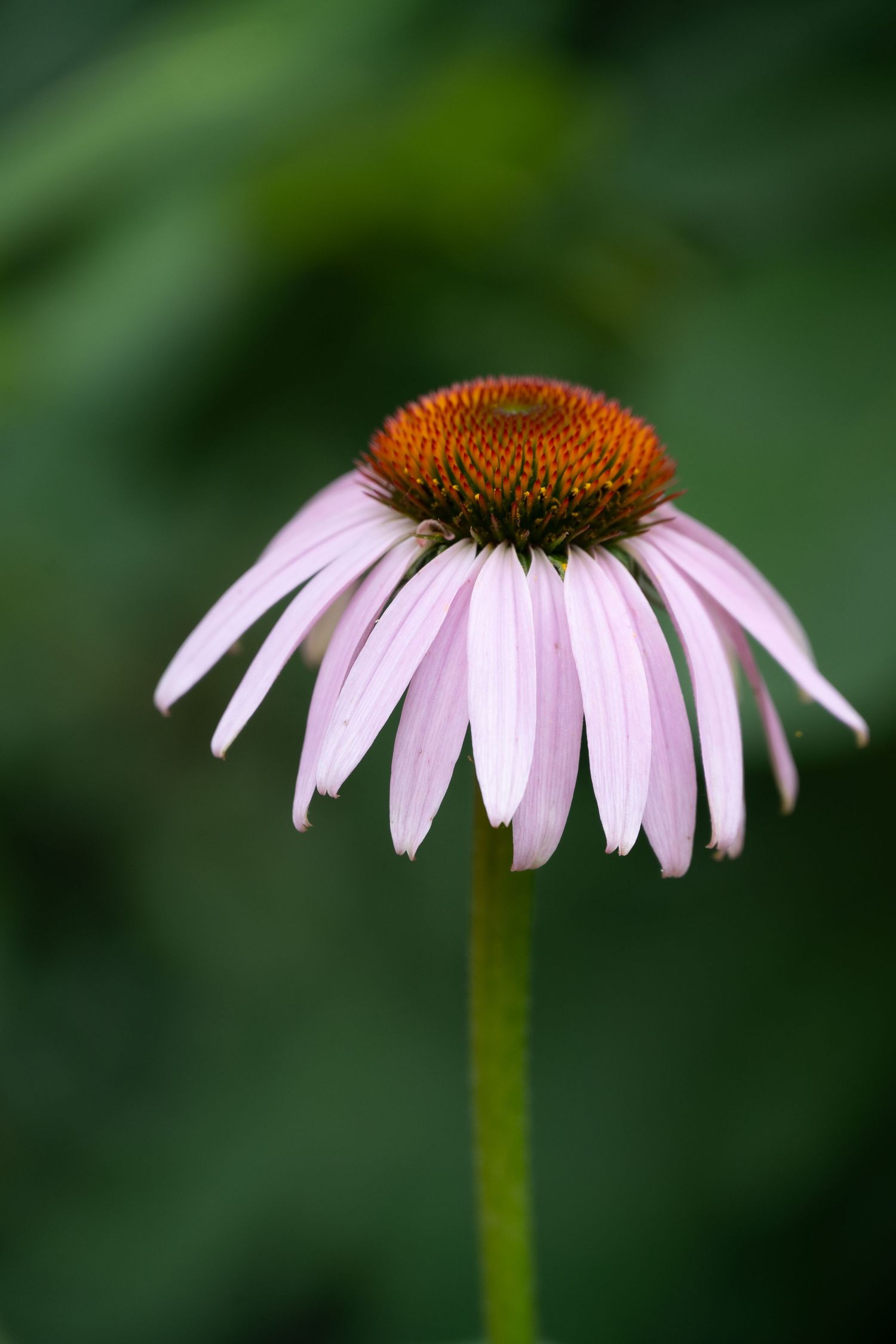 Single purple coneflower with drooping petals against blurred green background.