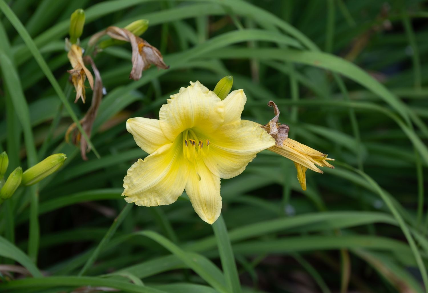 Close-up of a delicate yellow daylily flower with ruffled petals against green foliage.