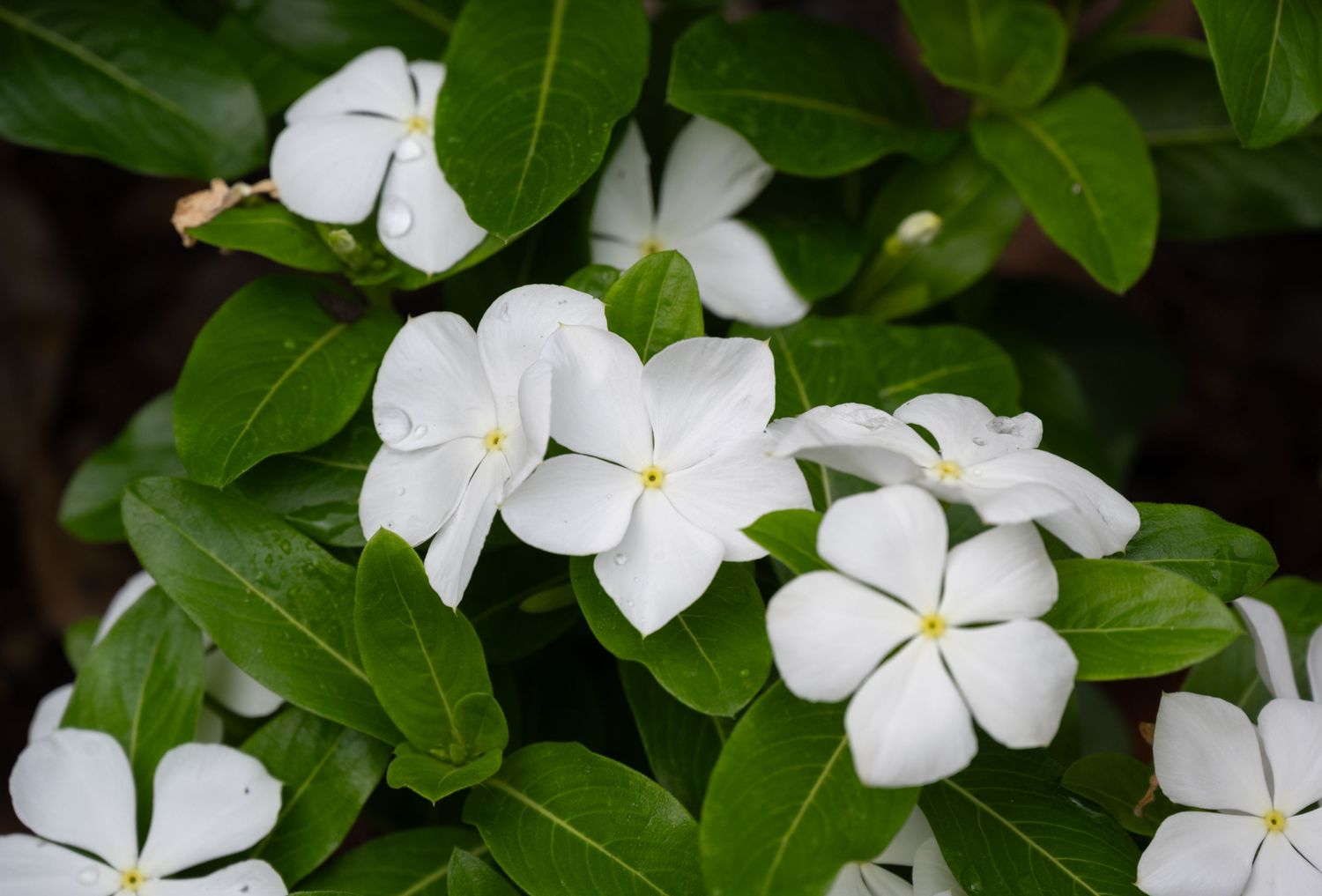 Delicate white vinca flowers blooming among dark green leaves in a garden setting.