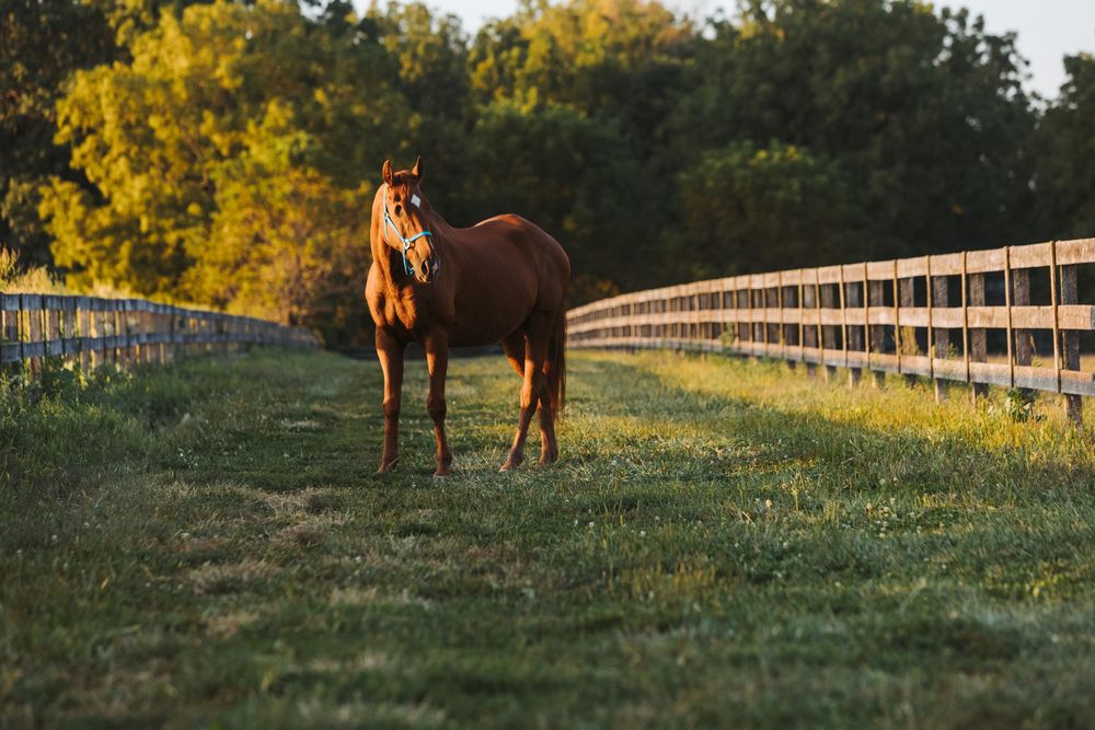 A brown horse grazes in a green pasture at sunset with golden trees and a wooden fence in the background.