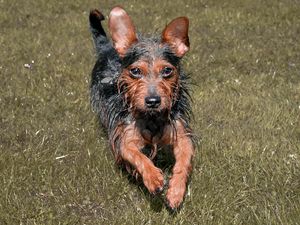 Dog-Photography-Essex-Claire-Lumley-Photographer-Allsceneimagesphotography-Canine-Photography-Terrier