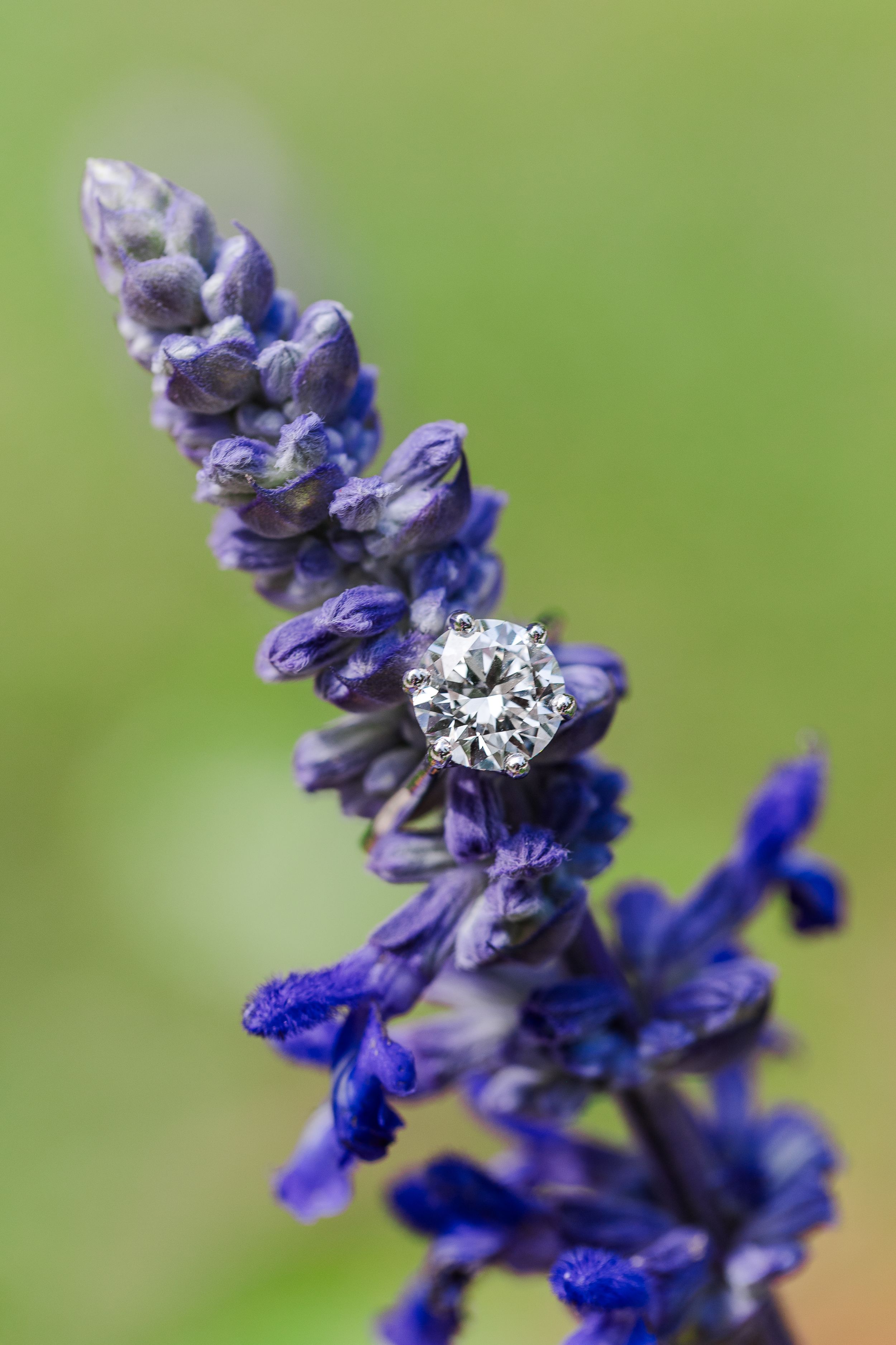 Purple salvia flower with diamond ring perched on its petals against blurred green background.
