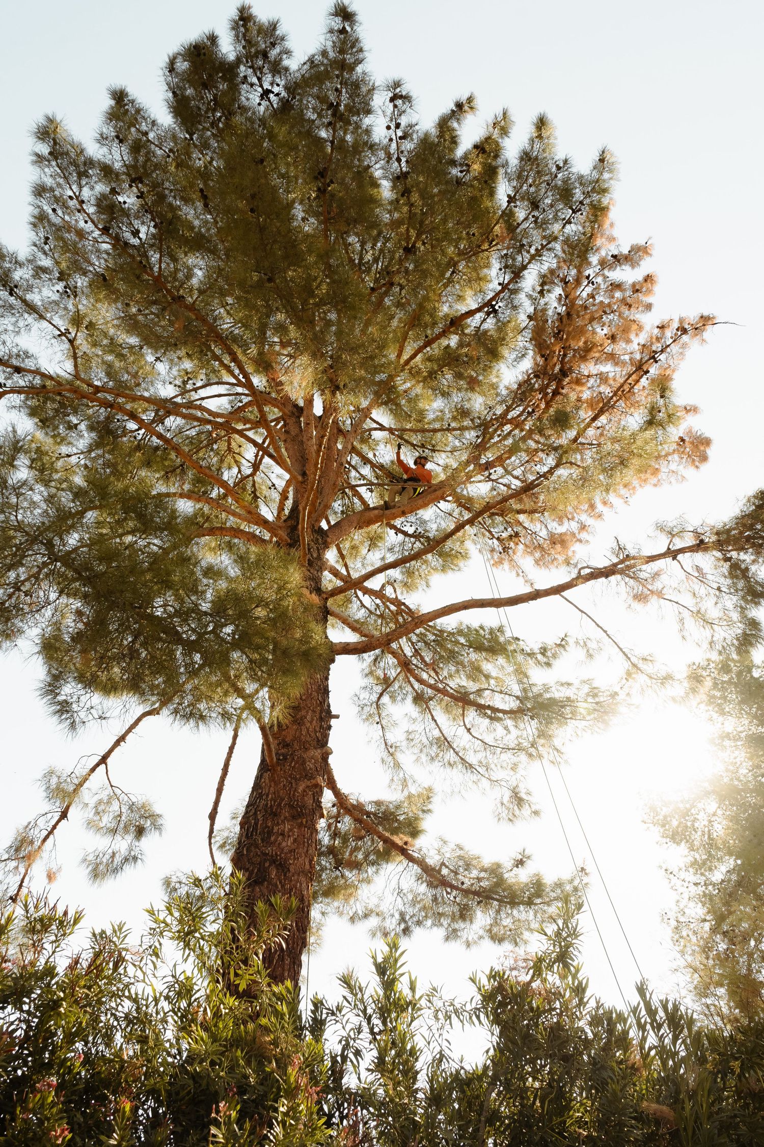 1350 Tree Services photoshoot arborist photography
