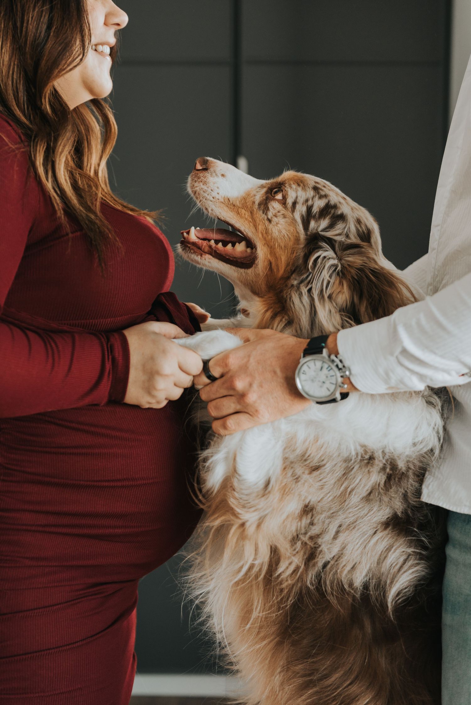Australian shepherd dog looking up lovingly at owners while being petted, wearing a red dress and white shirt.