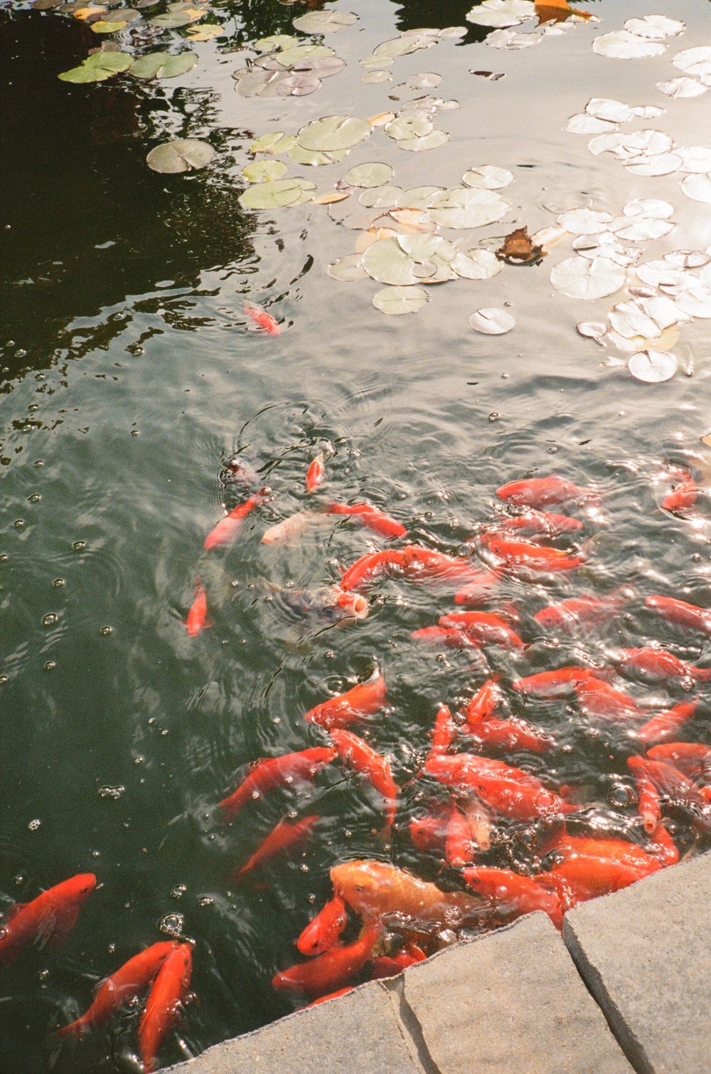 Vibrant orange koi fish swimming in a reflective pond with lily pads.