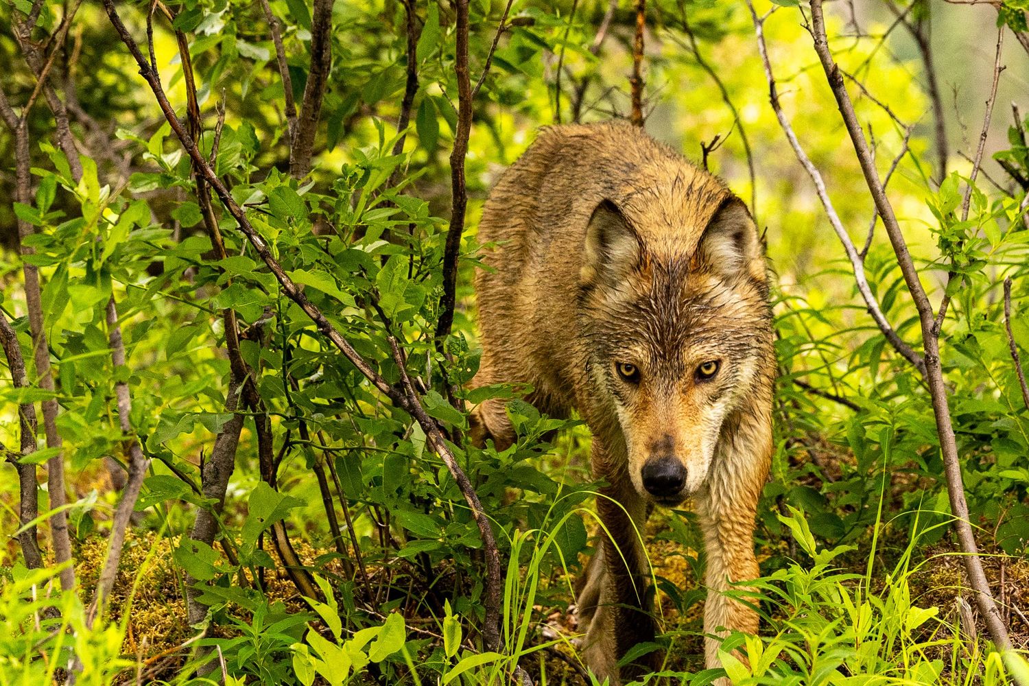 Cory J. Cravatta photo of a Cascade Red Fox at Mount Rainier National Park, Washington