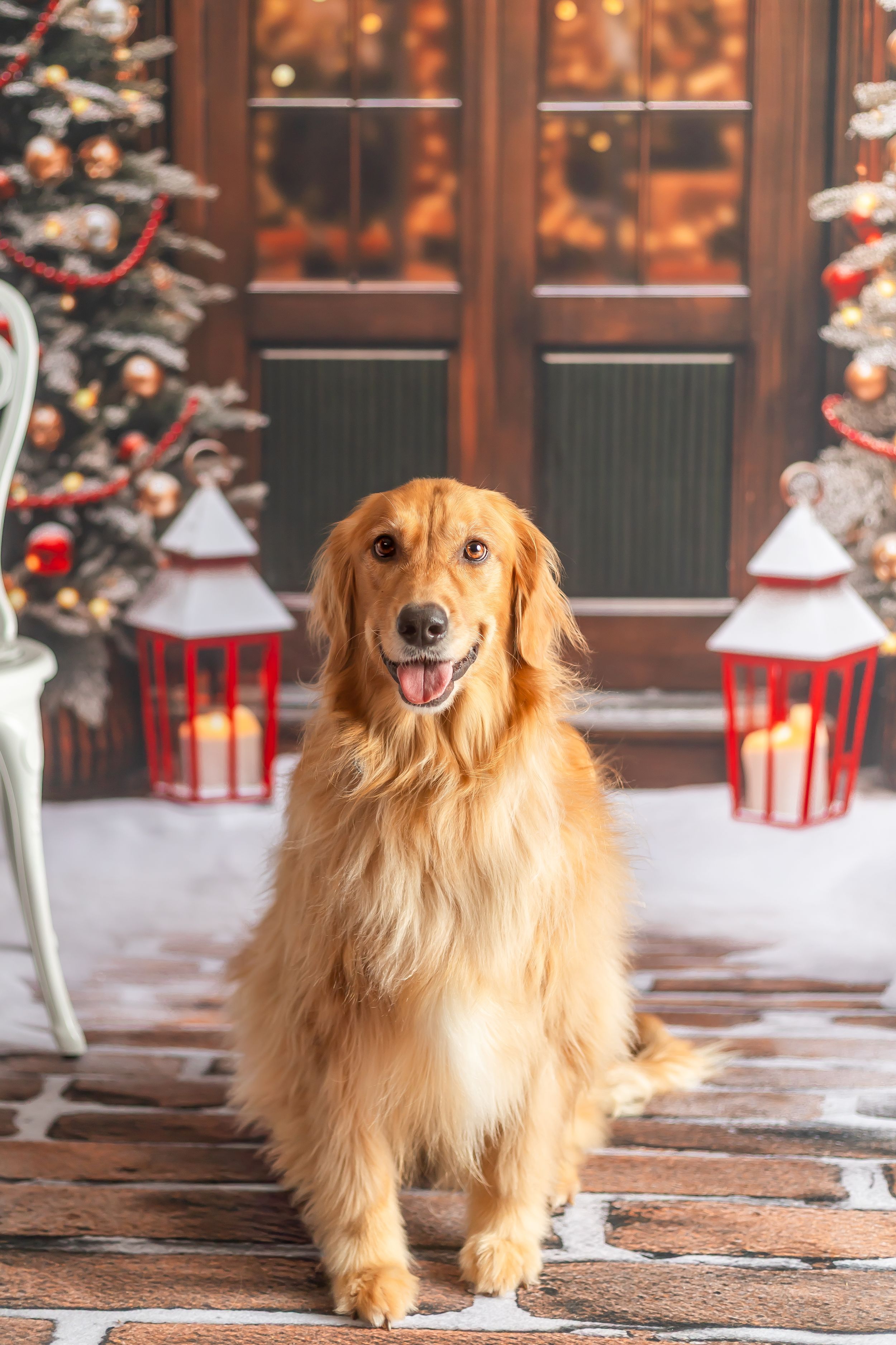 Golden Retriever dog sitting on snowy brick porch with Christmas trees and red lanterns in front of wooden door.