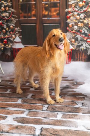 Golden retriever dog standing on snowy brick porch with decorated Christmas trees and festive holiday decor.