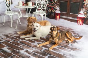 Three dogs relaxing on a brick floor beside a festive Christmas tree with holiday decorations and snow.