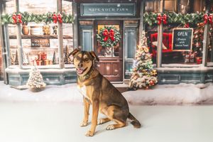 A happy brown dog sits in front of a festive Christmas storefront backdrop with holiday decorations and snow.