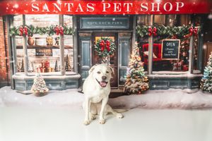 A happy yellow Labrador sits in front of a festive Santa's Pet Shop Christmas backdrop with decorated trees and wreaths.