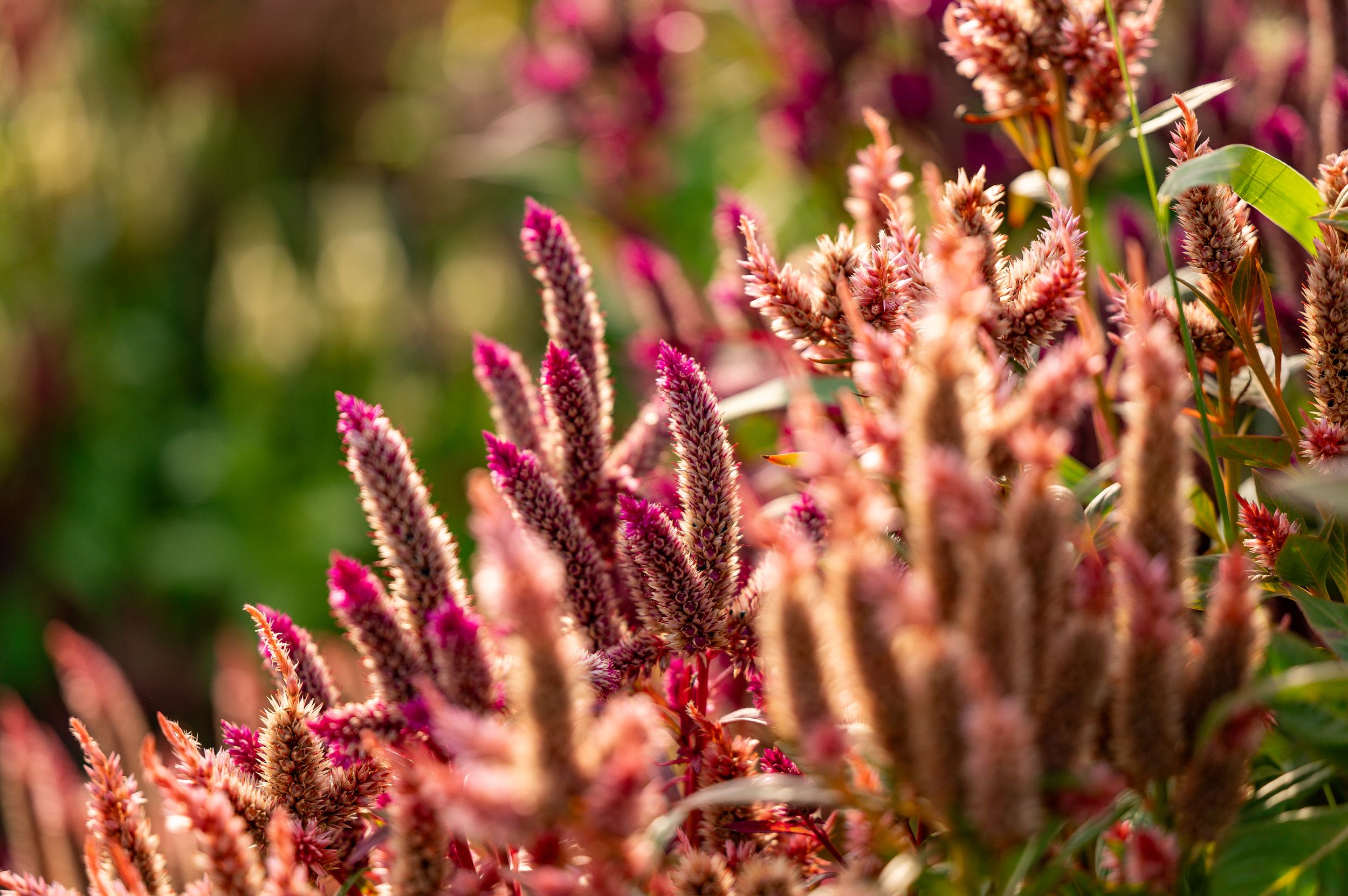 Purple celosia flowers in soft focus creating a dreamy garden scene.