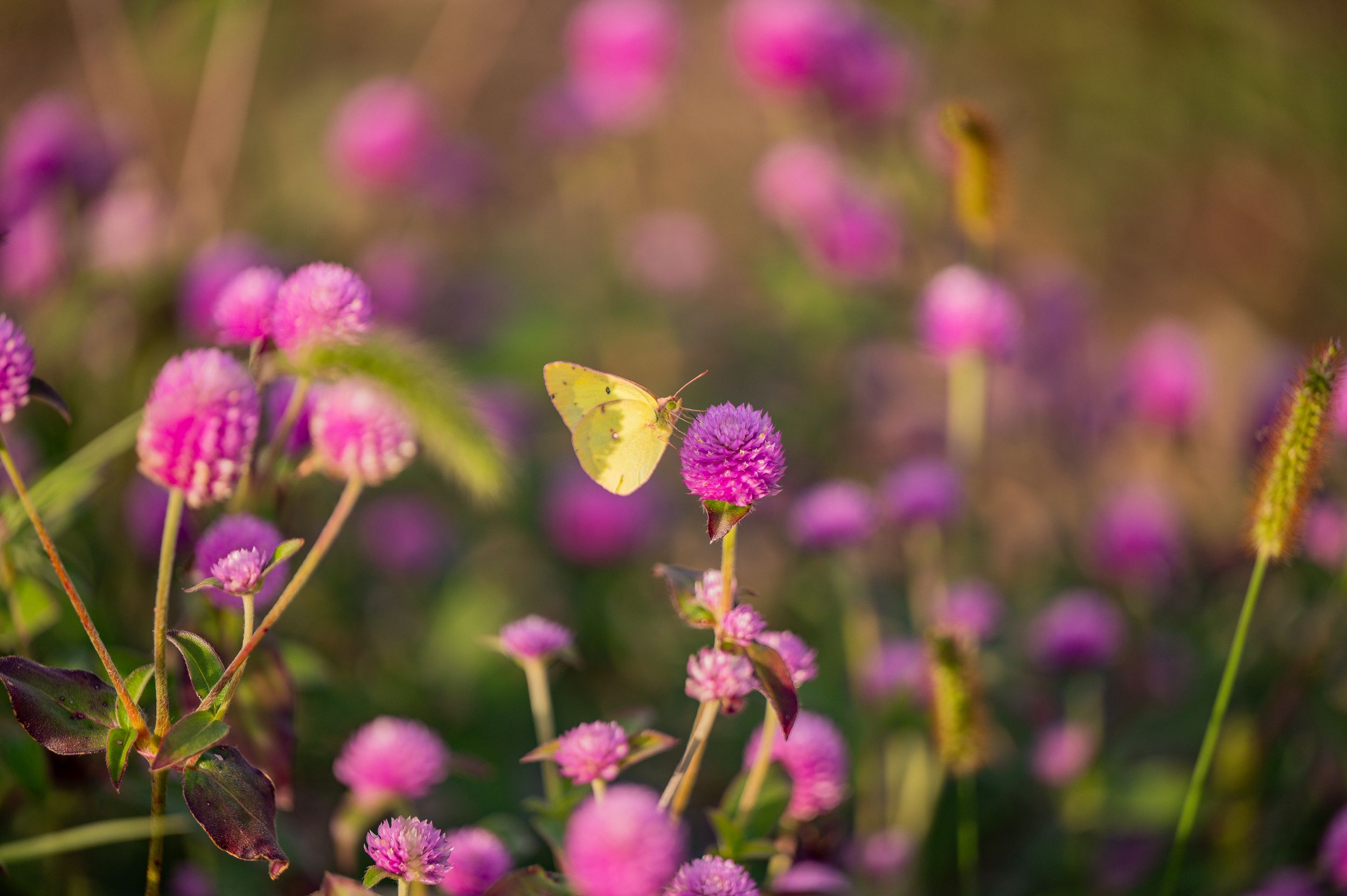 Yellow butterfly hovering over purple wildflowers in a summer garden.