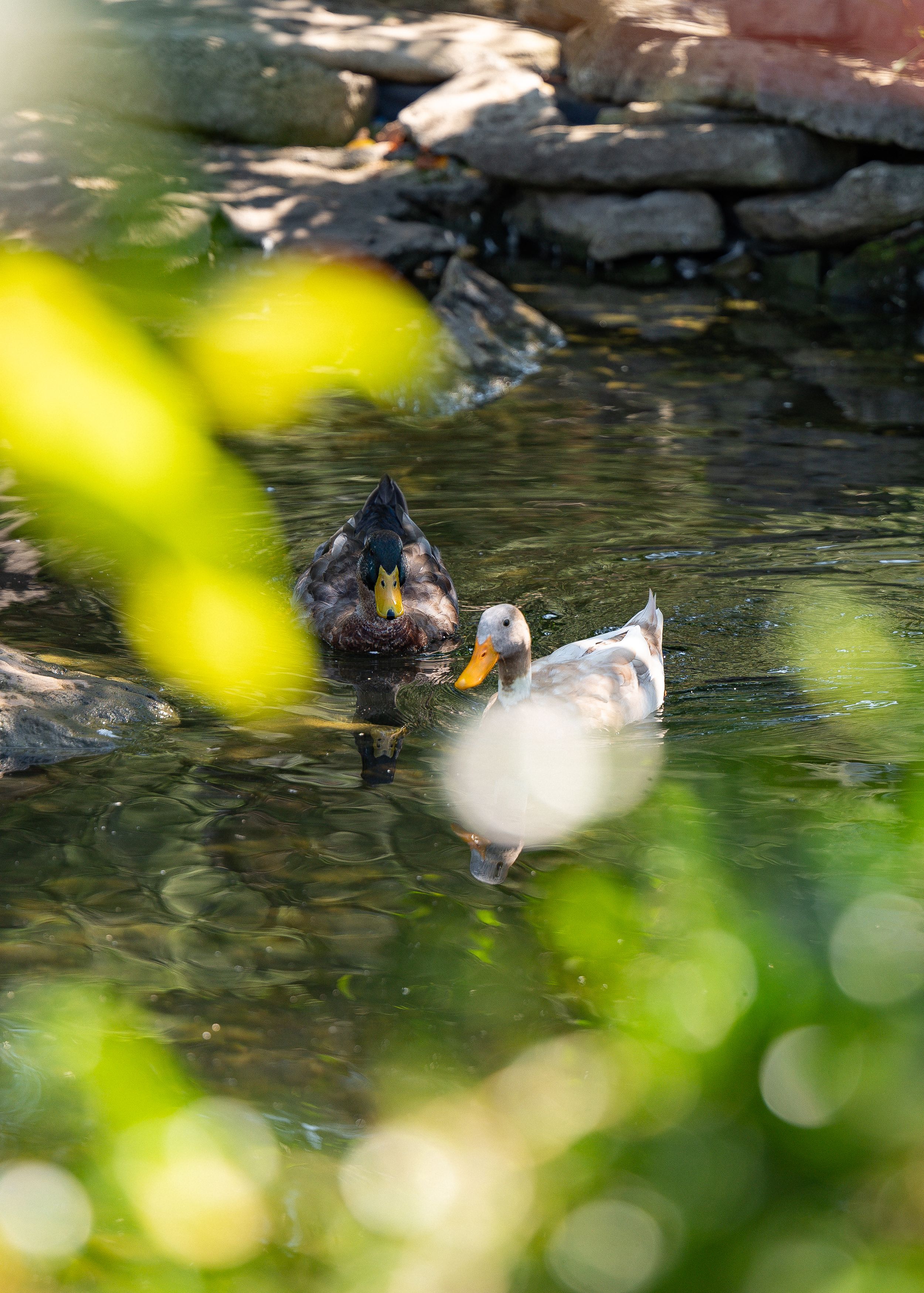 Ducks swimming in a tranquil pond with green foliage and rocks in the background.