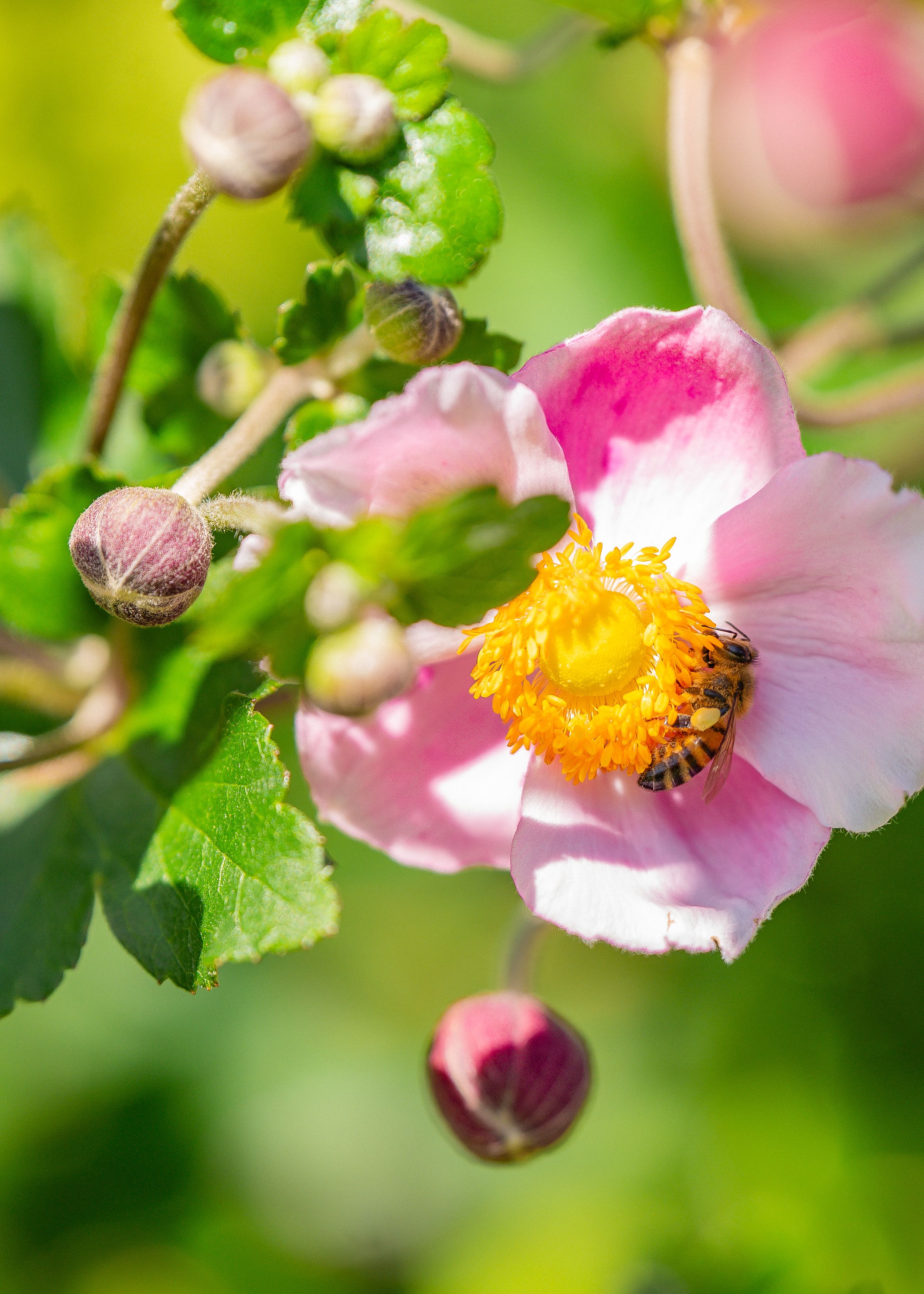 Pink flower with yellow center and bee collecting pollen, surrounded by green leaves.