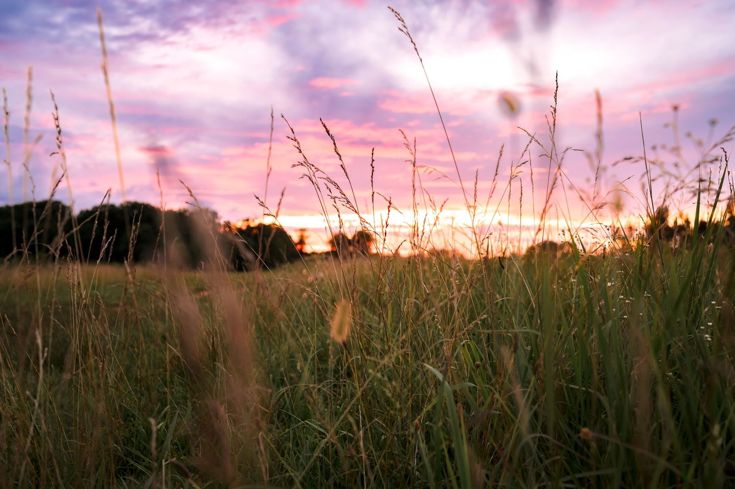 Tall grass silhouettes against a vibrant pink and purple sunset sky with wispy clouds stretching across the horizon.
