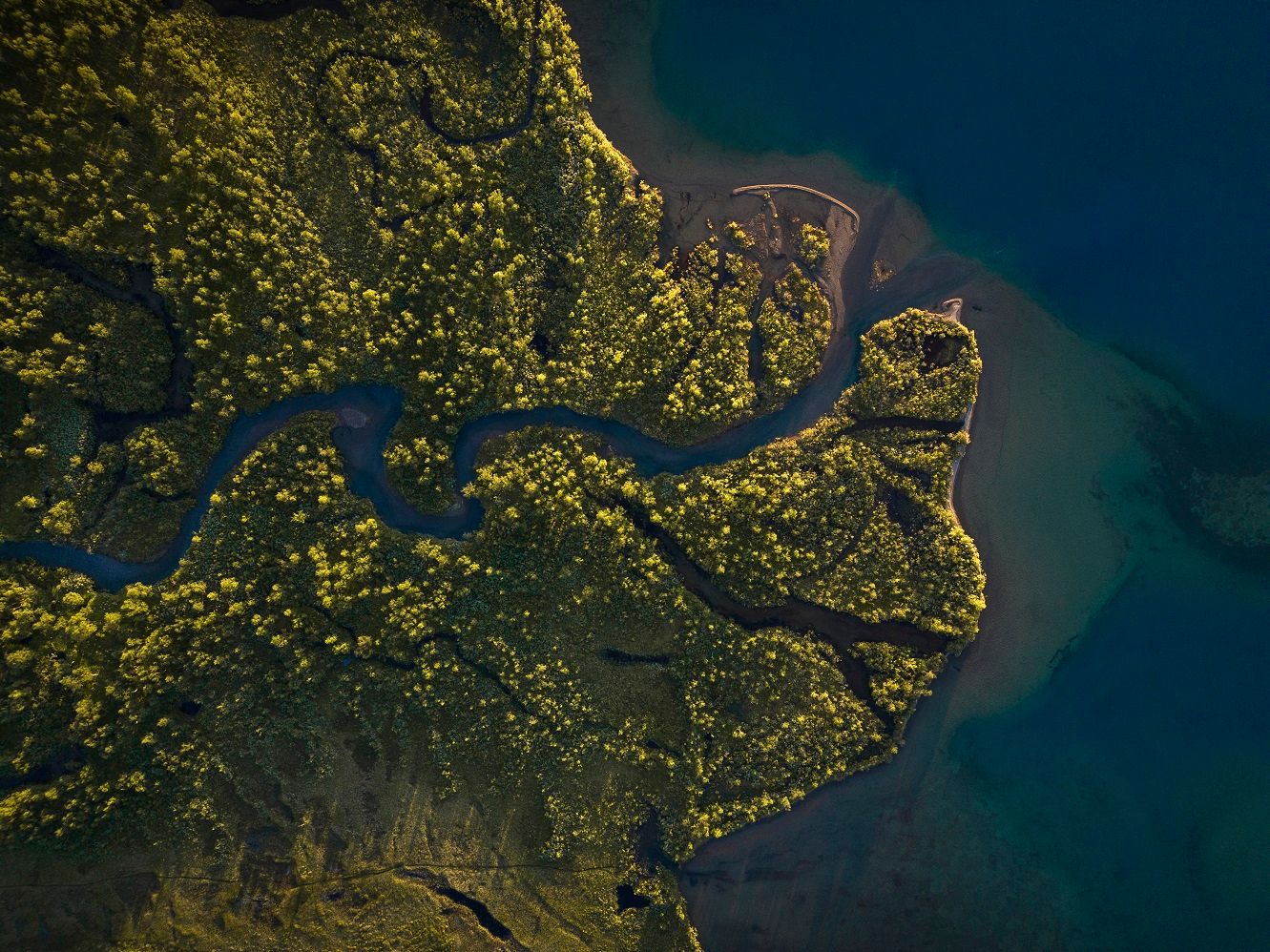 Aerial view of a lush green coastal wetland with winding waterways meeting deep blue ocean waters.