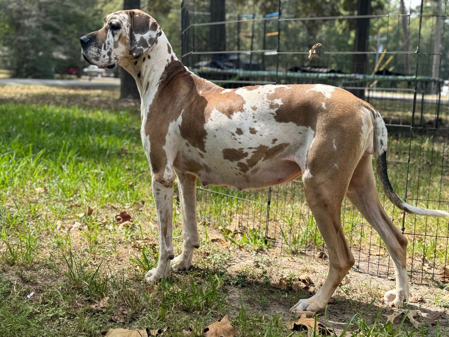 Group of mixed breed dogs playing and running in a grassy outdoor area.