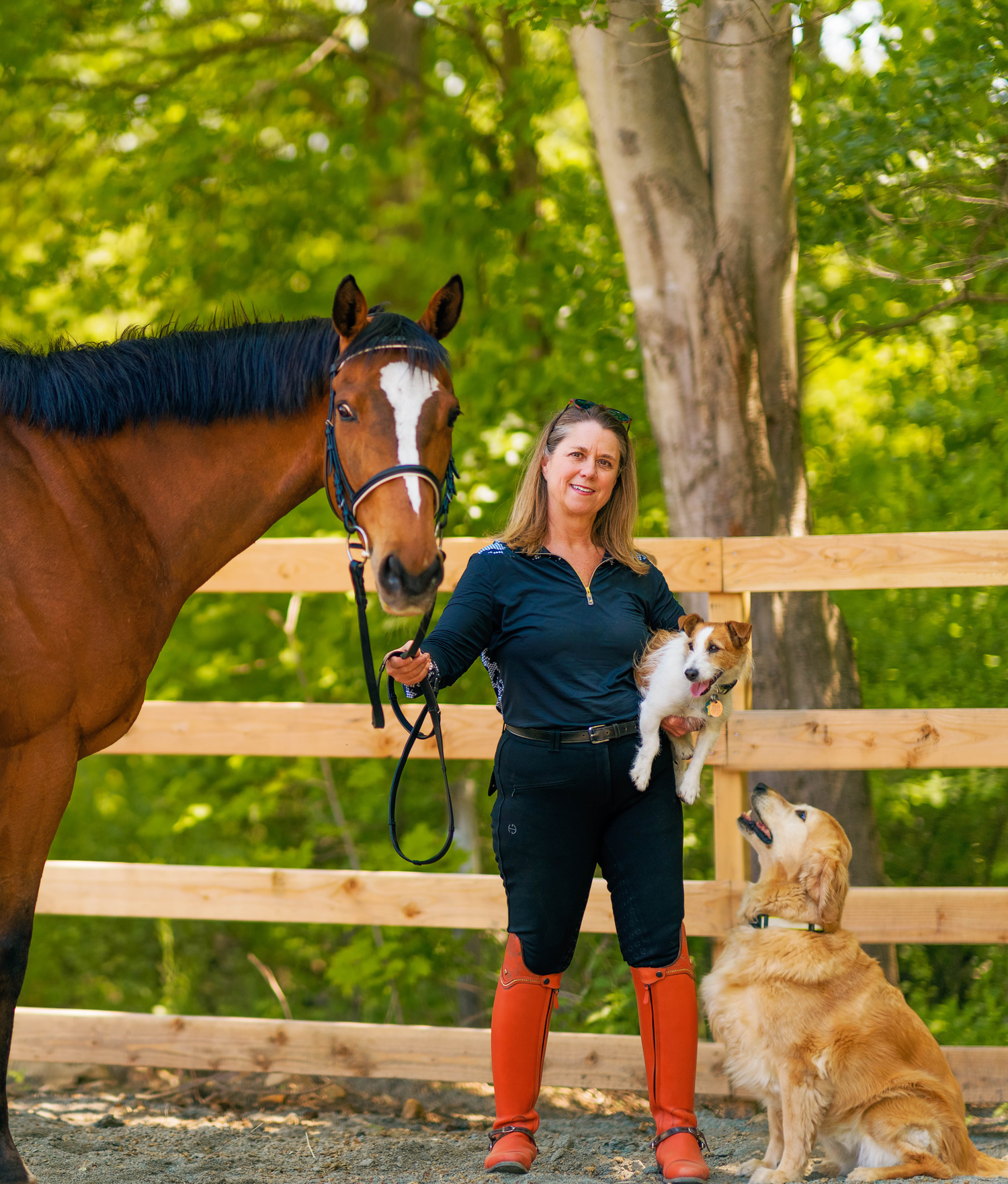 Three outdoor photos showing a horse and dogs near a wooden fence in a lush green setting.