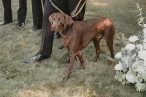 A chocolate brown Rhodesian Ridgeback dog stands on grass next to white floral decorations at an outdoor event.