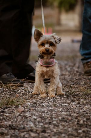 A small Yorkshire Terrier dog wearing a pink bow and collar sits attentively on a gravel path while on a leash.