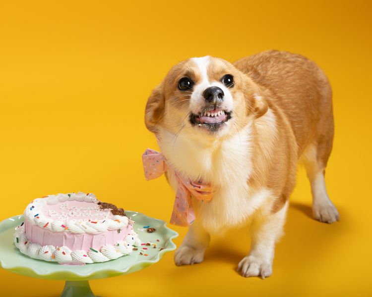Corgi puppy baring her teeth so that no one takes her birthday cake away.