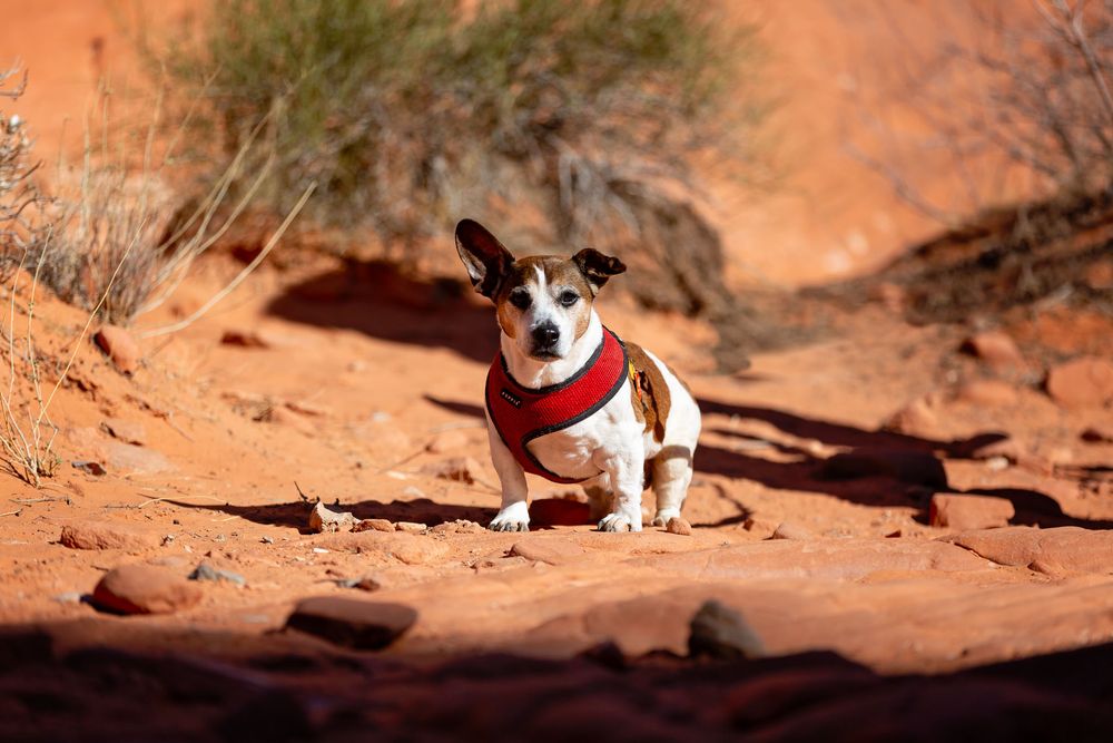 Dog resting on red rock formations in desert landscape.
