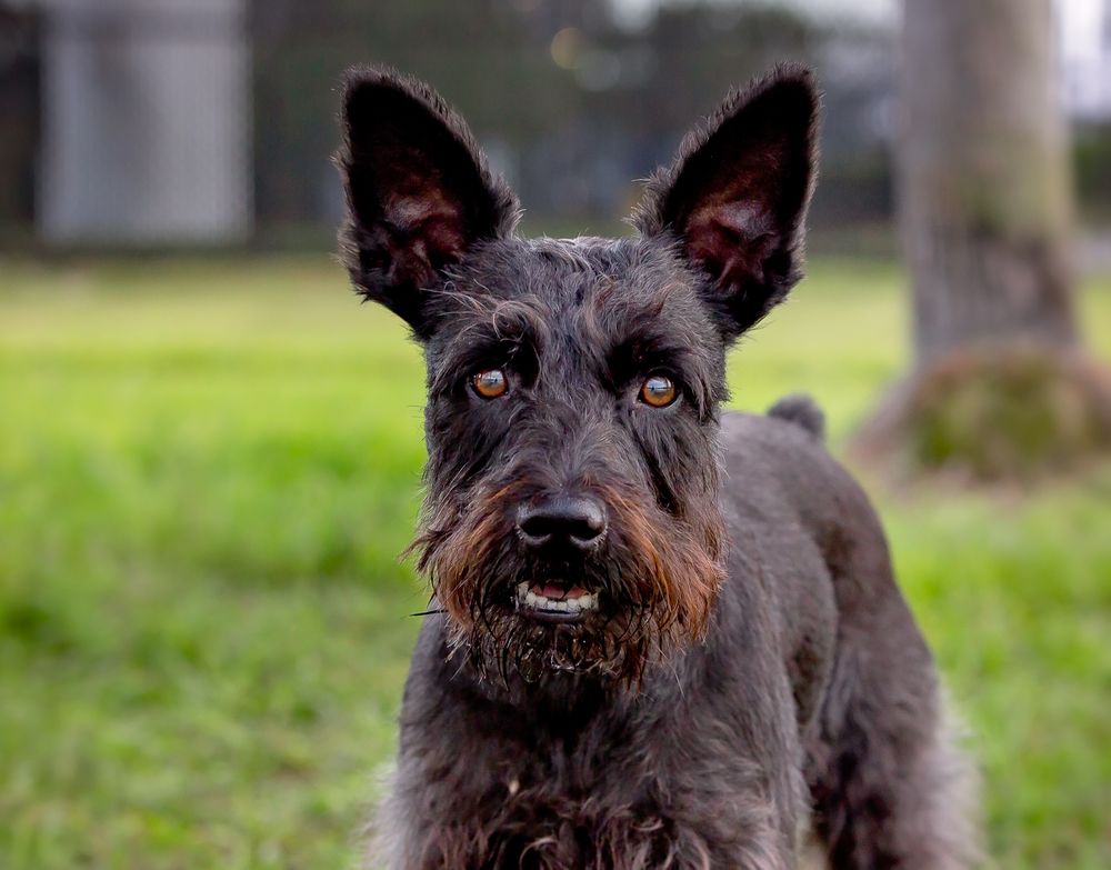 Black Scottish terrier dog with scruffy fur shown in multiple portrait poses against a blurred background.