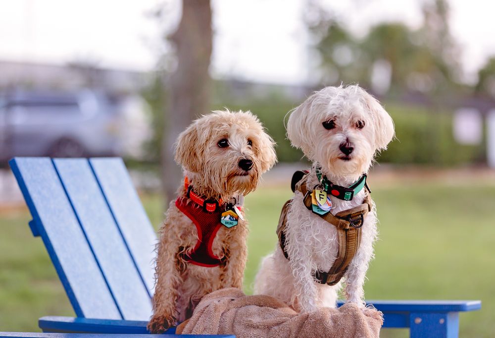 Two small white dogs sitting together on blue bench outdoors.
