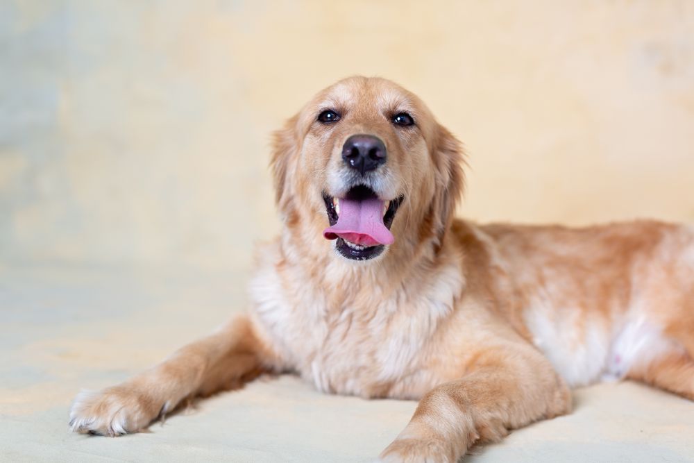 Golden retriever dog lying down and smiling against light colored studio background.