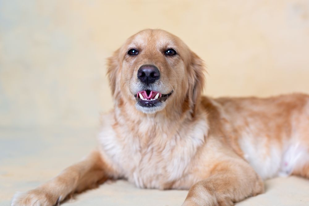 Happy golden retriever lying down with playful expression.