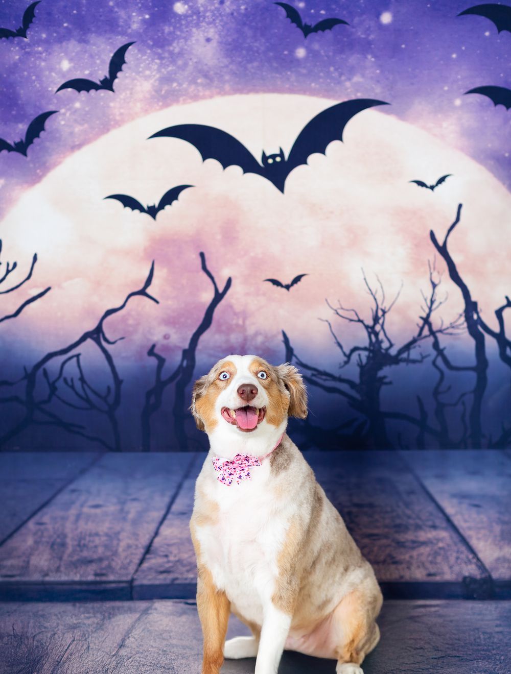 Dog poses against spooky Halloween background with bats and full moon.