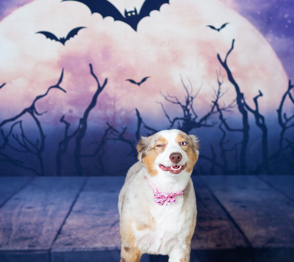 Happy dog sits in front of mystical Halloween scene with flying bats and moonlit sky.