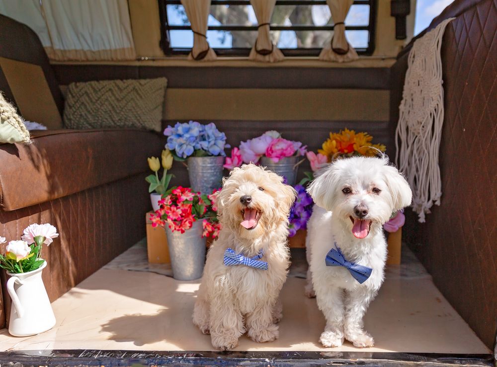 Two white dogs wearing colorful bows sit on a wooden bench surrounded by flowers and decorations.
