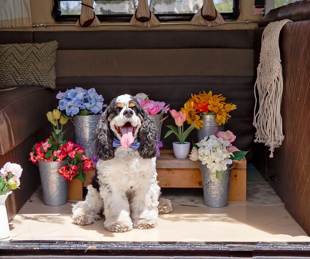 Wooden shelf display with flowers, lanterns and two white dogs sitting among the decorations.