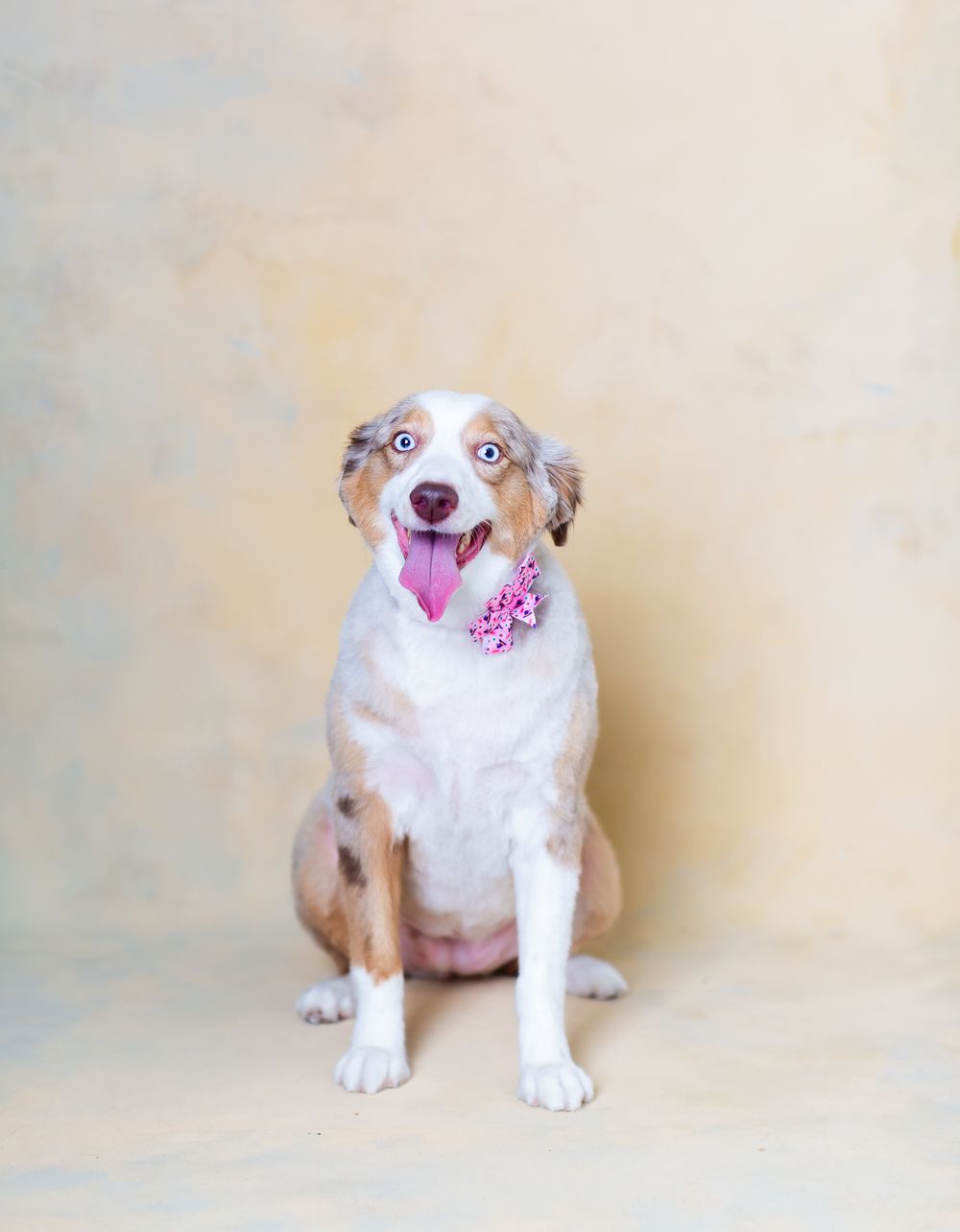Happy white and tan dog with pink collar sits against beige background in studio setting.