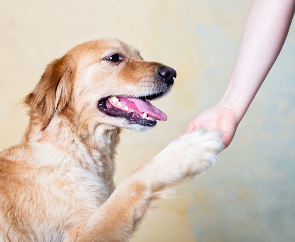 Golden retriever giving high five to person's hand against light background.