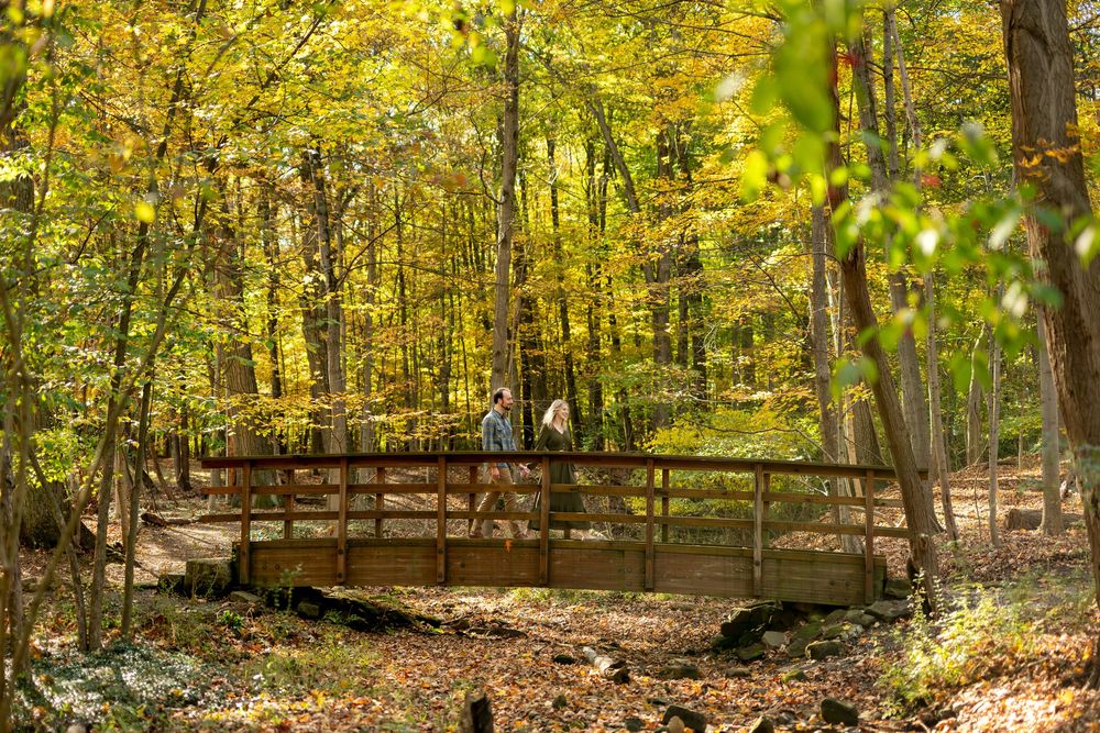 Engaged couple standing on a wooden bridge surrounded by vibrant yellow autumn forest trees.