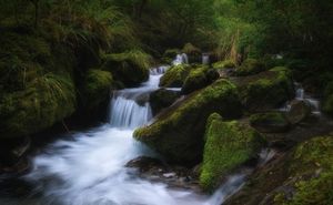 A serene forest stream cascades over moss-covered rocks surrounded by lush green ferns in a misty woodland setting.