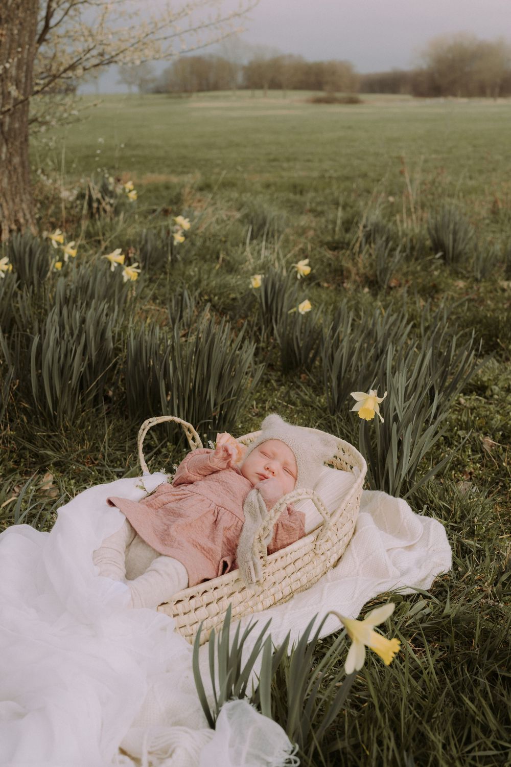 A peaceful newborn rests in a woven basket surrounded by blooming daffodils in a spring field.