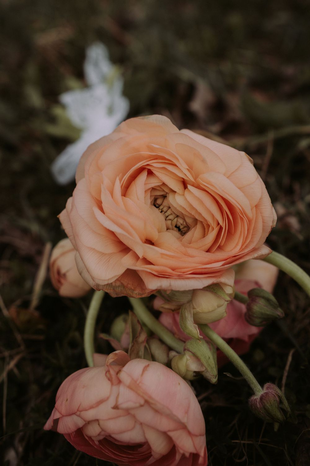 A delicate peach-colored ranunculus flower blooming in soft natural light.